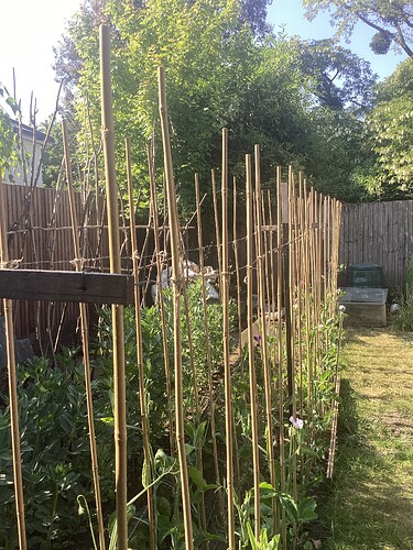 The good Ladies sweet peas. I dig trench, add compost, firm then put up supports. I’ve sowed seed in late winter and plant them out in April, then they’re all hers to train side shoot water liquid feed and cut. That suits me. Next snap is a variegated rhododendron. A wandering Buddhist monk found it as minute seedling and gave it to me 20 years ago. Not everybody’s cup of teaimage