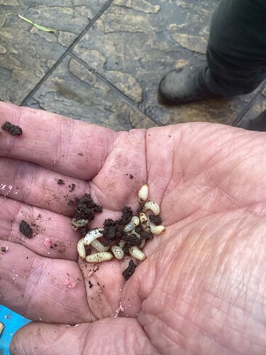 beware fellow gardeners. Wondered why my potted hydrangea was flagging. The dreaded vine weevil grubs. They love to chomp roots of plants in containers. Pot turned over to my chums who made short work of um image|375x500 image