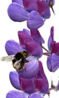 bee