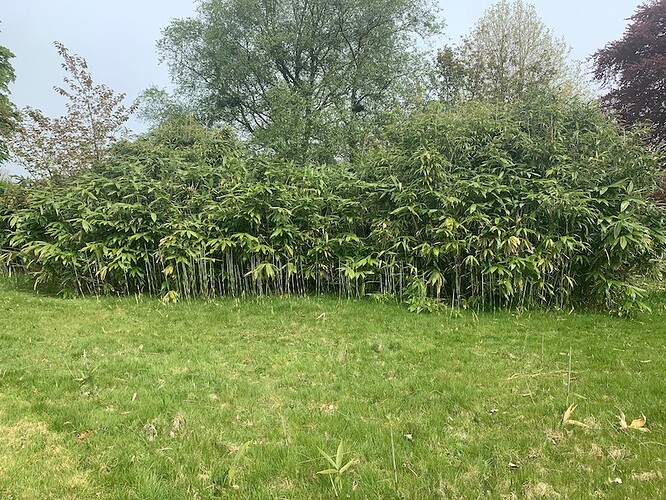 Bamboo