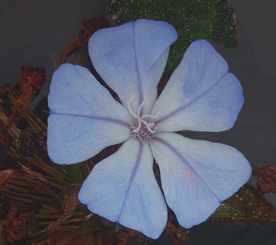 Zerene2018-11-08-11.58.31 ZS DMapCloned_Cropped