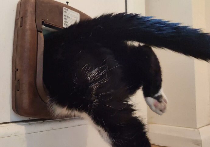 5CatFlap10000