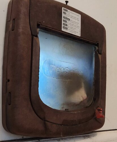 1CatFlap10001