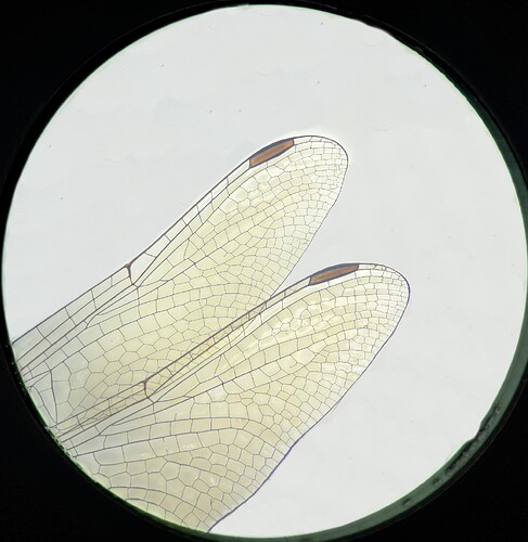 2019-03-14 12-20-14 (B,Radius8,Smoothing4)_TouchedUp