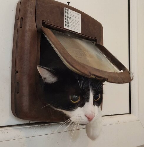 3CatFlap10013