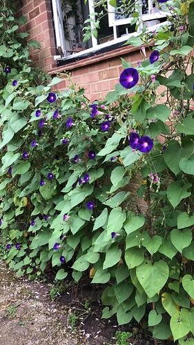 imagemorning glory on south wall never failed.An annual but only had to sow it once, every year seedlings would come up ,would retain five and pot on others for plant sales. This variety is Grandpa Ottis , the other paler one is Heavenly Blue