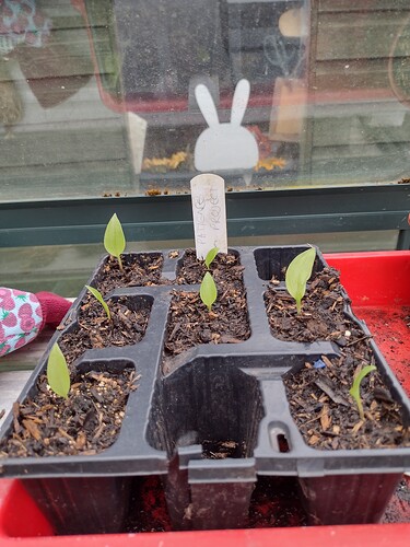 IMG_20220705_130735361_HDR