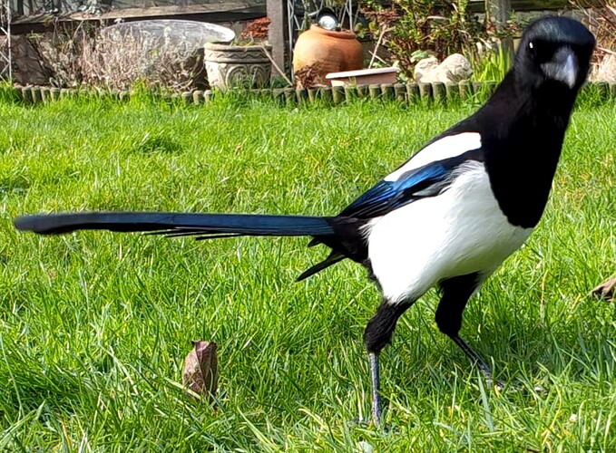 Magpie