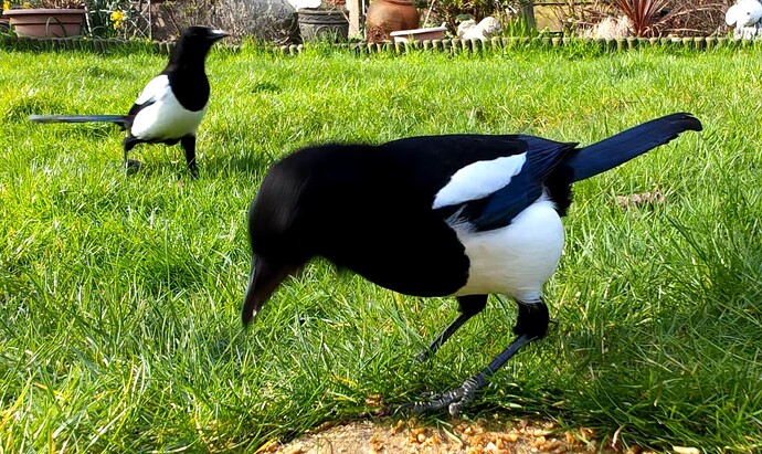 2Magpies