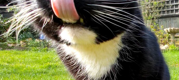 CatTongue2
