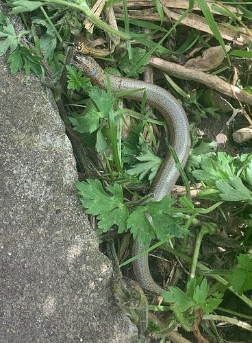 Slow_Worm