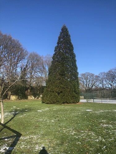 as the village tree warden was asked to move a small Giant Redwood from small front garden onto village recreation field. It was about 6 feet now 30 years on its 70/80feet. Think the tallest in south of England is 130 feet so still a way to go.image