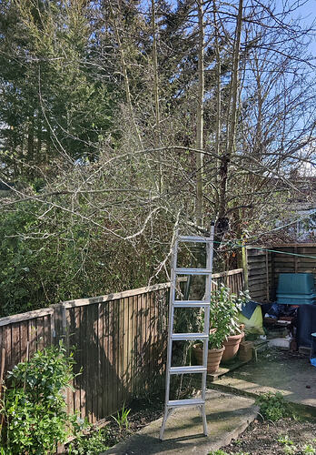 Before pruning