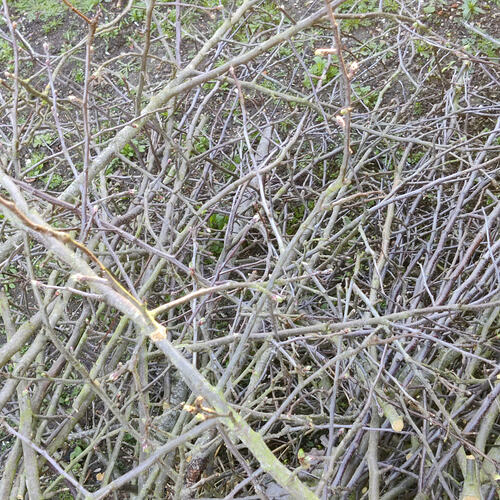 The branches that were cut off