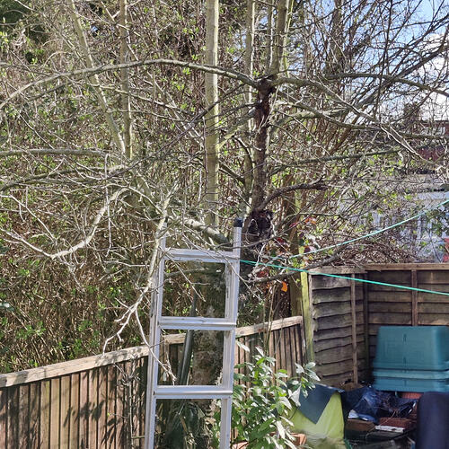 Before pruning close up
