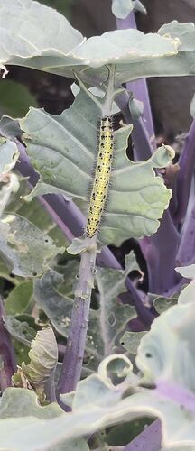 IMG_20260717_185133