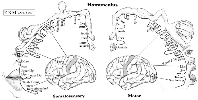 Homonculus Sensory Motor