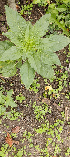 IMG_20260817_152839