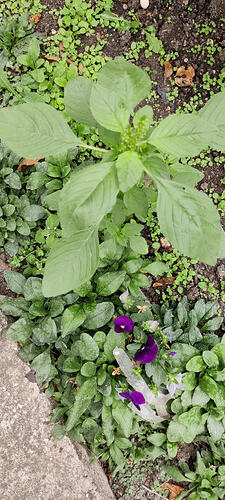 IMG_20260817_152558