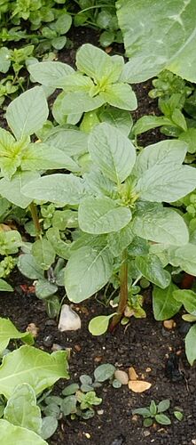 IMG_20260725_100116