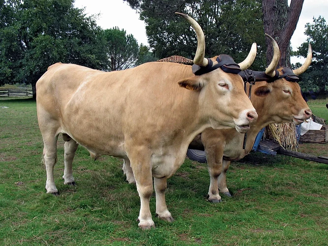 copyImage