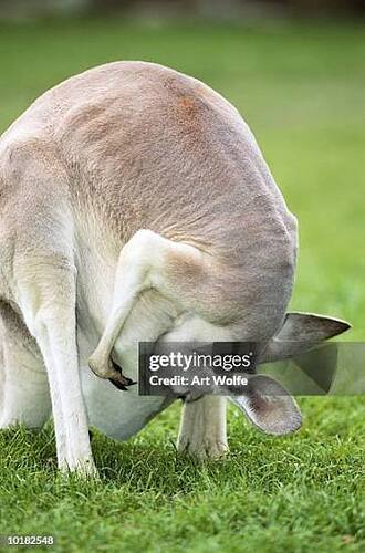 copyImage