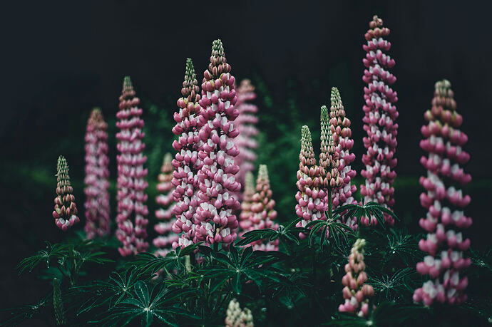 annie-spratt-zddeGg1a4aE-unsplash