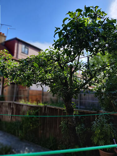 IMG20260512094144Bokeh